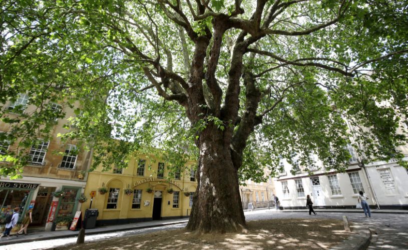 Abbey Green tree and Crystal Palace pub